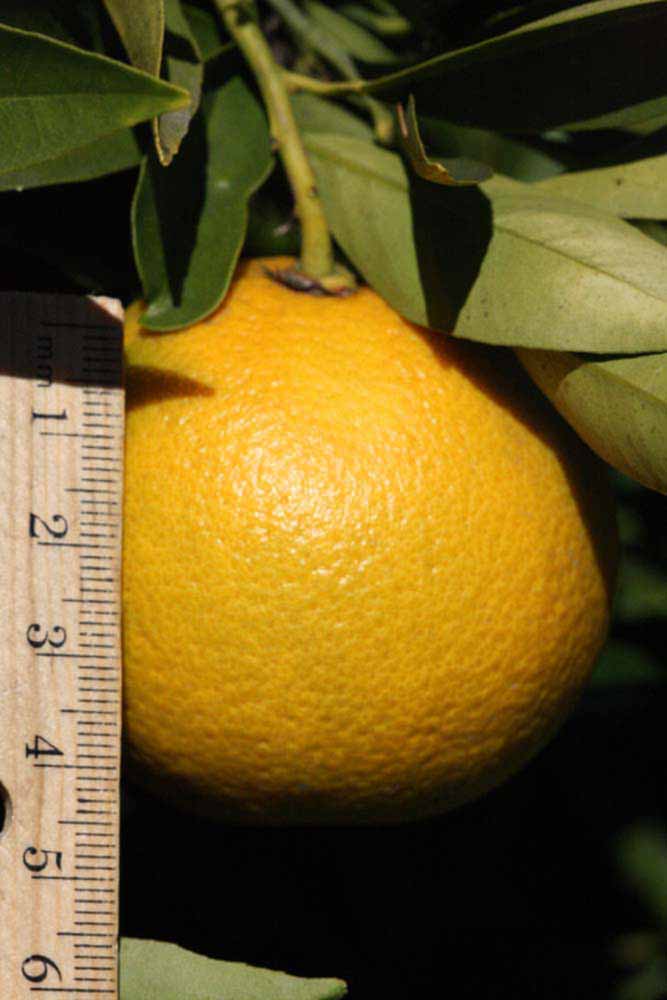              Fruit (Riverside, CA)       